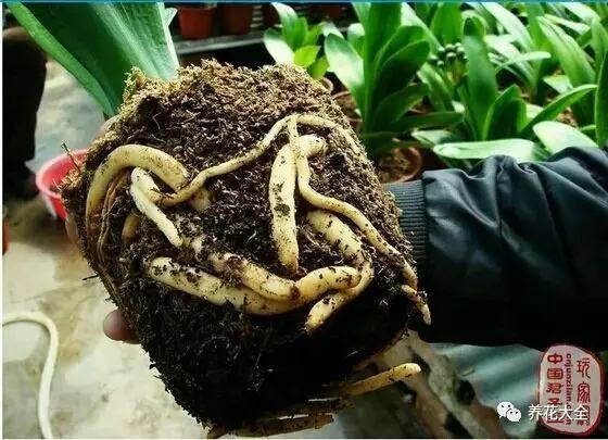 不用种土里的花