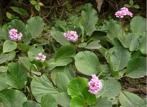 甘草片和岩白菜的功效与作用