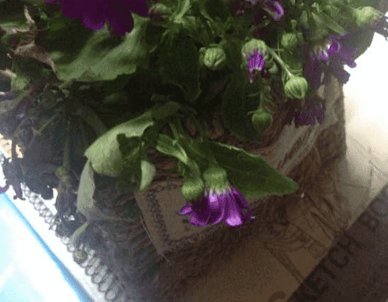 瓜叶菊蔫了的急救方法