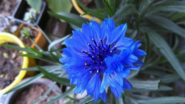 矢车菊怎么播种(矢车菊播种温度)