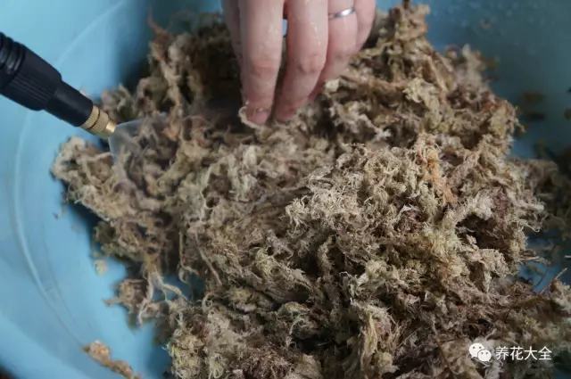 不用种土里的花