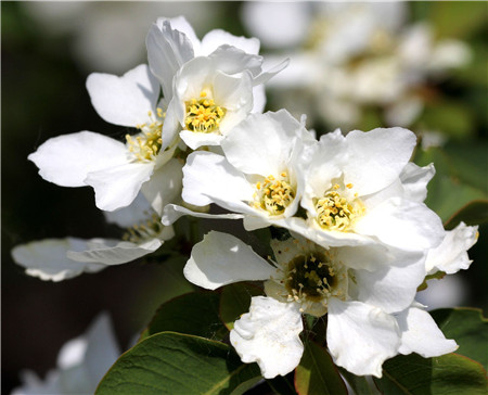 白鹃梅什么时候开花