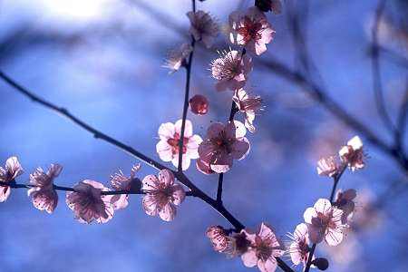 梅花冬天怎么养家庭养法