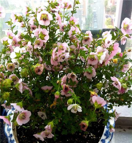 小木槿四季常绿吗?