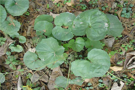 大吴风草的养殖方法和技术