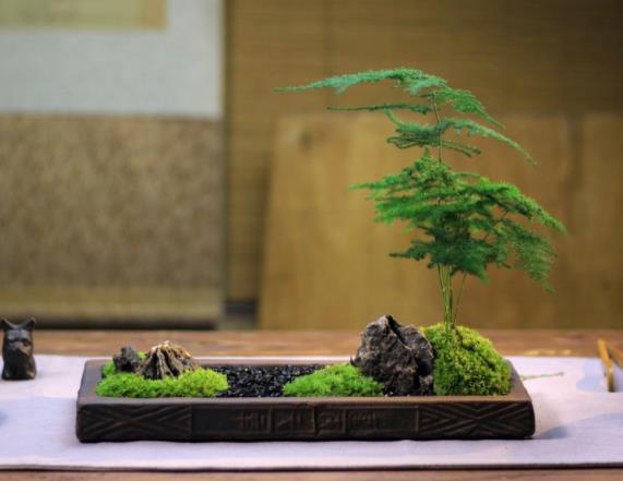 文竹怎么养才更旺盛及时保暖适宜光照控制浇水(文竹怎么能养的旺盛)