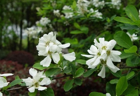 白鹃梅的病虫害防治方法视频