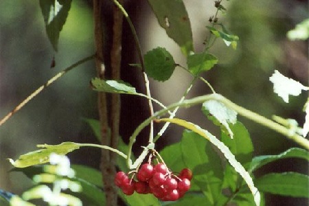 朱砂根的养殖方法和注意事项冬季