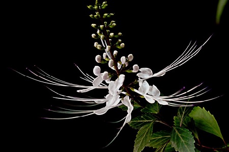 猫须草的功效与作用和治肾虚配方