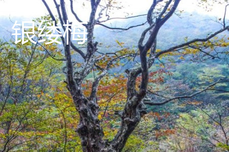 银缕梅盆景图片欣赏