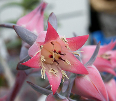 多肉植物女王怎样养植