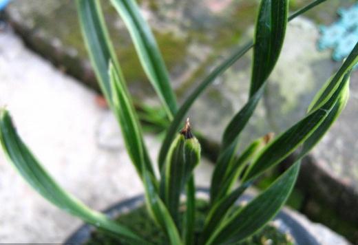 蕙兰的病害防治方法视频