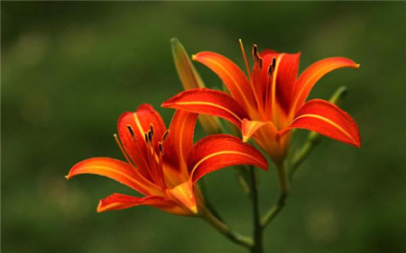 萱草怎么繁殖方法