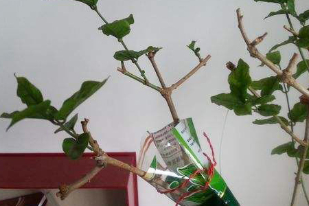 黑松高压繁殖最佳时间