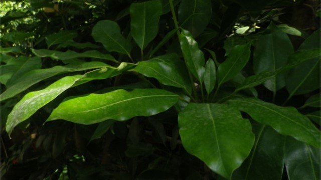 招财树的养殖方法(招财树的养殖方法图片)