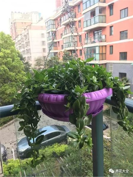 吊着长的花都有什么花