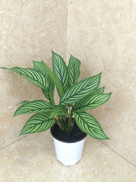 豹纹竹芋叶子卷曲枯萎