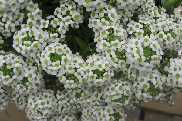 香雪球多开花怎么养(香雪球花期几月份修剪)