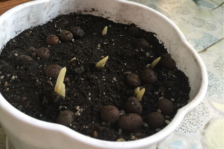 藏红花的栽培种植技术