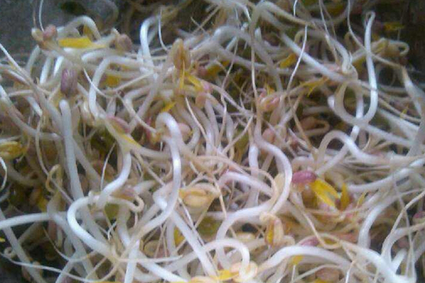 坏掉的“热水壶”可别扔扔把豆子在里面几天就发芽(烧水壶发豆芽要注意什么)