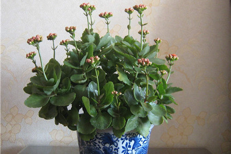 花草烂根怎么办小妙招