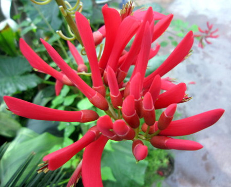 龙牙花的花型是