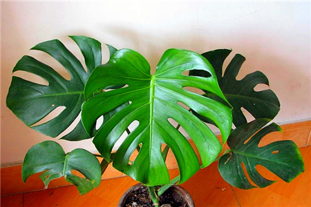 龟背竹怎么养护与修剪