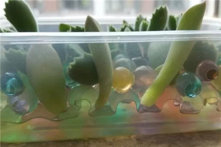 尿不湿放花盆养花可以吗