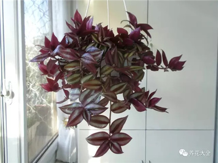 吊着长的花都有什么花