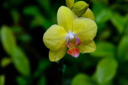 蝴蝶兰开出怎样的花