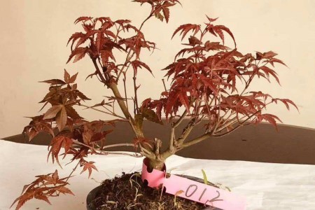 盆栽的红枫怎么养活