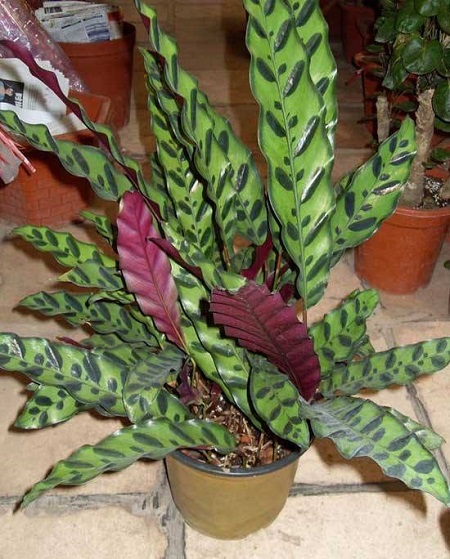 豹纹竹芋叶子卷曲枯萎