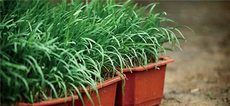 可以反复采摘的蔬菜有哪些