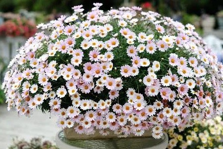 玛格丽特如何越冬