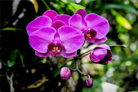 蝴蝶兰开出怎样的花