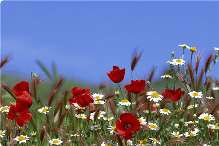 影响种子发芽率的原因是什么