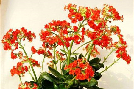 花草烂根怎么办小妙招