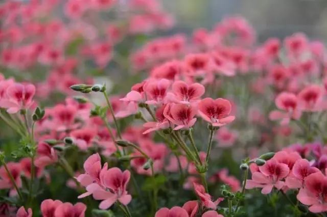 年代小日子过的真好笔趣阁