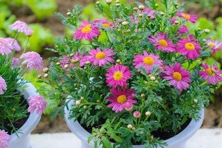 玛格丽特如何越冬