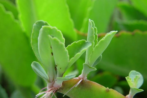 落地生根叶缘发红发黑是怎么回事(落地生根叶子黄了变软烂了)