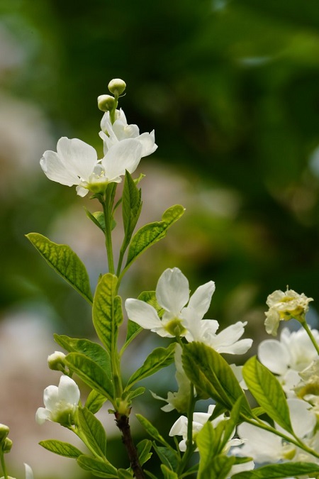 白鹃梅的病虫害防治方法视频