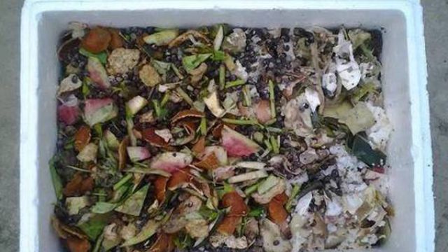 怎么自制栀子花肥料(制作栀子花)