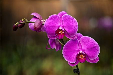 蝴蝶兰开出怎样的花