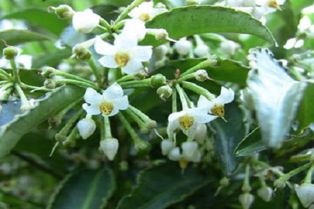 朱砂根的养殖方法和注意事项冬季