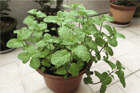 薄荷怎样修剪长得比较矮