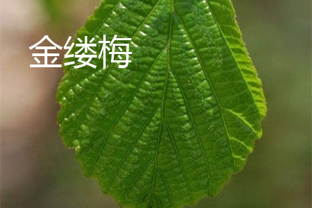 银缕梅盆景图片欣赏