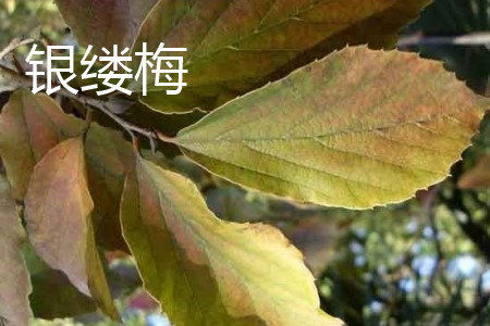 银缕梅盆景图片欣赏