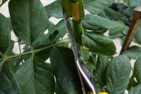 黑松高压繁殖最佳时间