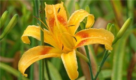 萱草扦插繁殖方法(萱草怎么繁殖方法)