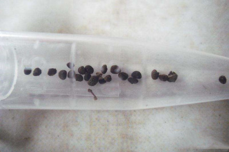 猪笼草怎么繁殖的